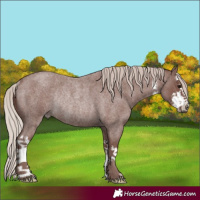 Horse Color:White Spotted Chocolate Silver Blue Roan Rabicano 