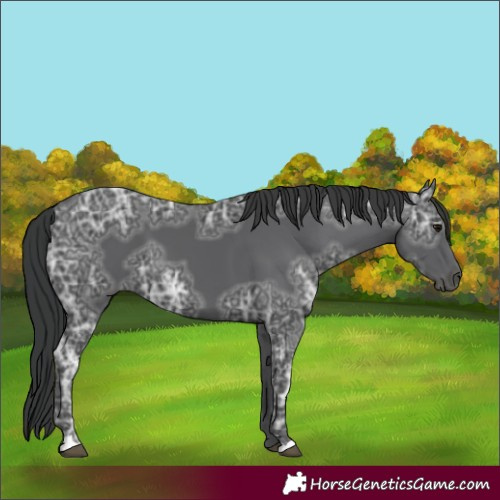 Horse Color:Black Ice 