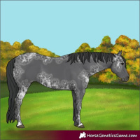 Horse Color:Black Ice 