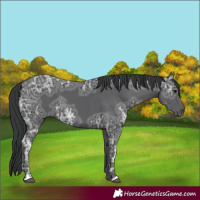 Horse Color:Black Ice
