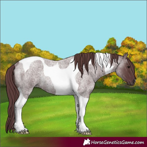 Horse Color:Chocolate Blue Roan Tobiano Rabicano 