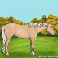 Horse Color:Silver Classic Champagne