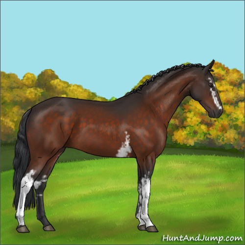 Horse Color:White Spotted Brown 