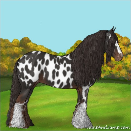 Horse Color:White Spotted Liver Chestnut Appaloosa 