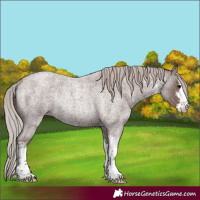 Horse Color:White Spotted Chocolate Silver Blue Roan Rabicano 