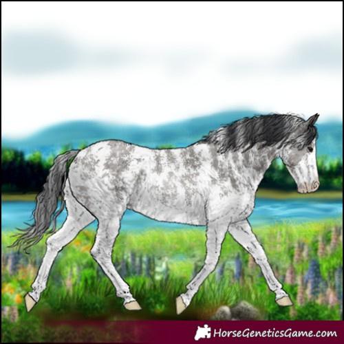 Horse Color:Grullo Sabino Rabicano