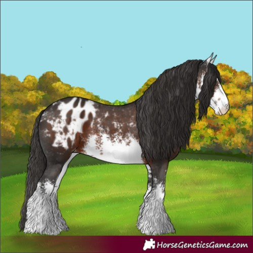 Horse Color:White Spotted Liver Chestnut Blanket