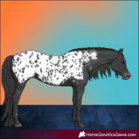 Horse Color:Black Appaloosa 