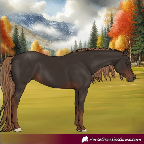 Horse Color:Liver Chestnut 