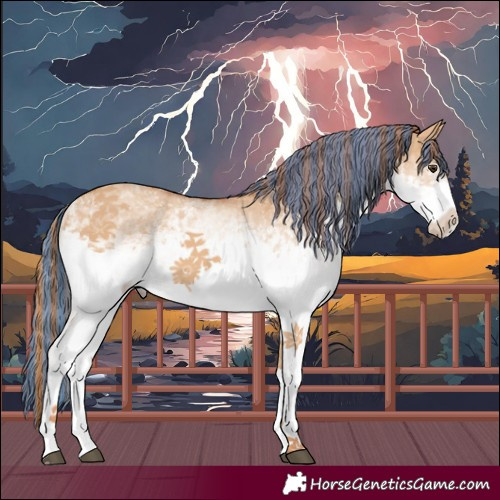 Horse Color:Painted White Spotted Red Dun 