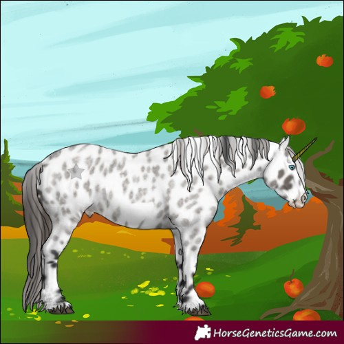 Horse Color:Grullo Roan Frame Appaloosa