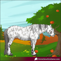 Horse Color:Grullo Roan Frame Near Leopard 