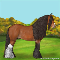 Horse Color:Buckskin Rabicano