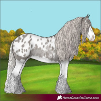Horse Color:Silver Blue Roan Splash Appaloosa Rabicano 