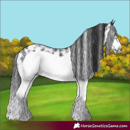 Horse Color:Black Sabino Splash Frame 