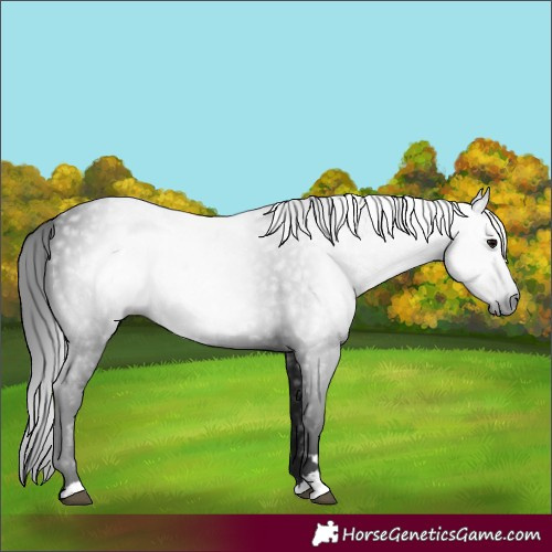 Horse Color:Gray Black