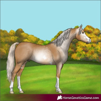 Horse Color:Gray Palomino Rabicano 