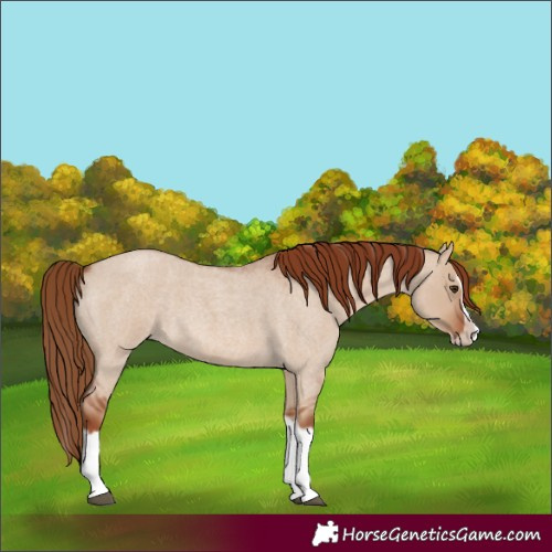 Horse Color:Red Dun Roan Splash Frame Rabicano 