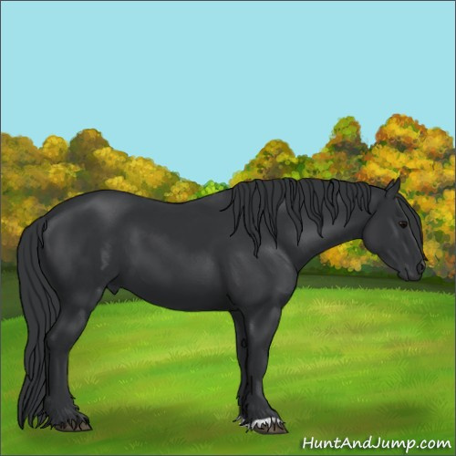 Horse Color:Black 