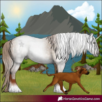 Horse Color:Gray Red Dun Tobiano 