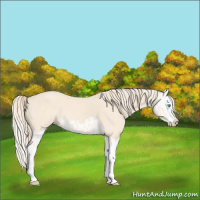 Horse Color:Cremello Splash  and Perlino Splash 