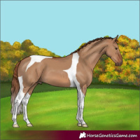 Horse Color:Red Dun Tobiano