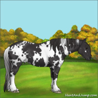 Horse Color:White Spotted Smoky Black