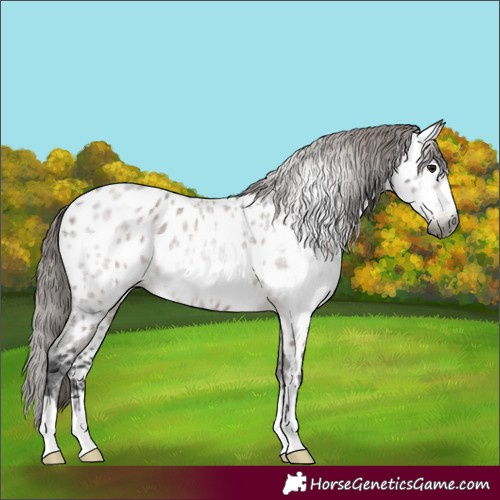 Horse Color:Gray Bay Roan Near Leopard 