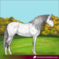Horse Color:Gray Bay Roan Appaloosa 