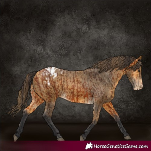 Horse Color:Bay Appaloosa  and Buckskin Appaloosa 