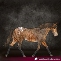 Horse Color:Bay Appaloosa and Buckskin Appaloosa