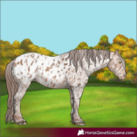 Horse Color:Amber Champagne Near Leopard and Amber Champagne Blanket