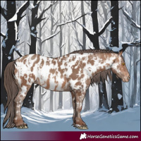 Horse Color:Sable Champagne Appaloosa  and Sable Champagne Appaloosa 