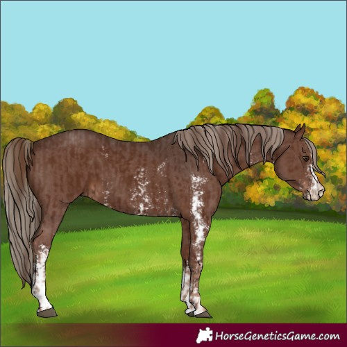 Horse Color:Liver Chestnut Rabicano  and Liver Chestnut Sabino 