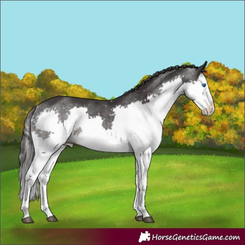 Horse Color:Smoky Black Splash Rabicano 