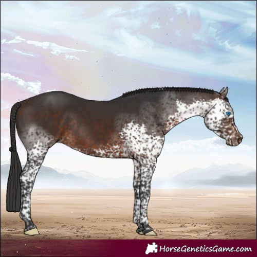 Horse Color:Brown Splash Tobiano Rabicano 