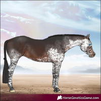 Horse Color:Brown Splash Tobiano Rabicano 