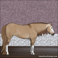 Horse Color:Gray White Spotted Liver Red Dun 