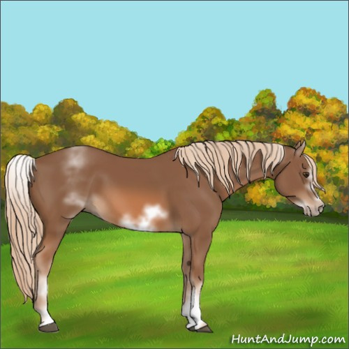 Horse Color:White Spotted Chestnut Sabino Frame 