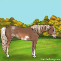 Horse Color:White Spotted Chestnut Sabino Frame