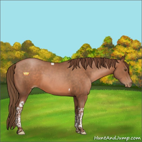 Horse Color:Brown Pearl Tobiano