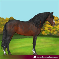 Horse Color:Brown Sabino 