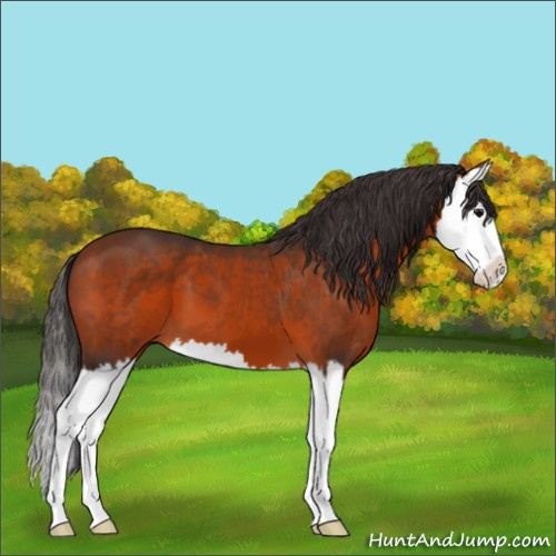 Horse Color:Bay Splash 