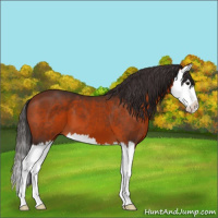 Horse Color:Bay Splash 