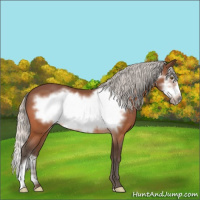Horse Color:Silver Bay Frame 