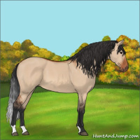Horse Color:Bay Dun 