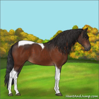 Horse Color:Brown Tobiano 