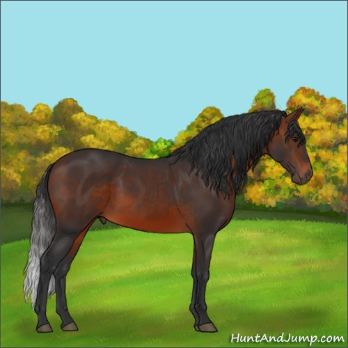 Horse Color:Brown 