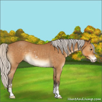 Horse Color:Silver Buckskin Roan Sabino Rabicano