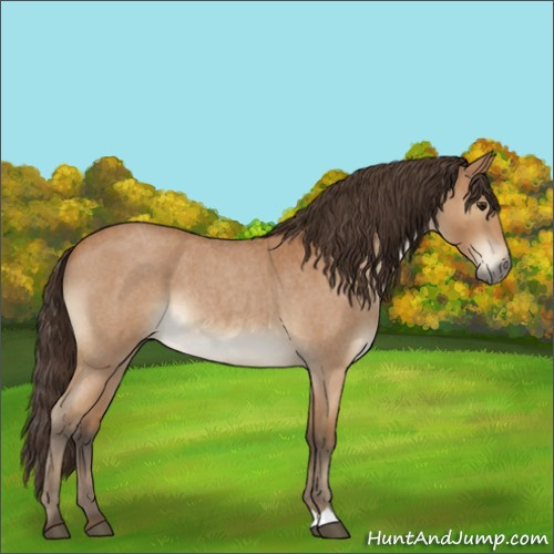 Horse Color:Buckskin Roan Rabicano 